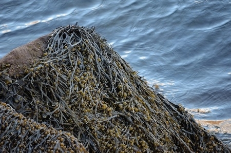 Spirulina and allergic runny-nose