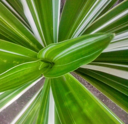 ההשפעות של דקל ננסי (Serenoa repens) להפחתת מדדי דלקת בגברים עם הגדלה שפירה של בלוטת הערמונית